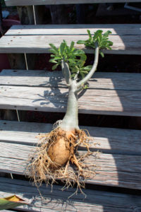  tworzenie gruczołów (adenium caudex)