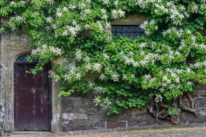 Hydrangea plethora