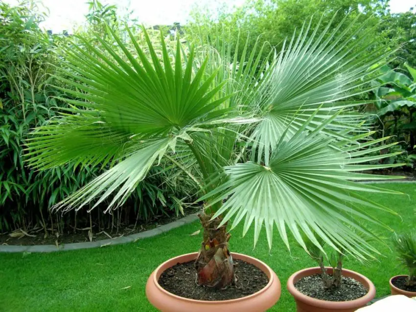 Washingtonia nitensis: Jak dbać o roślinę