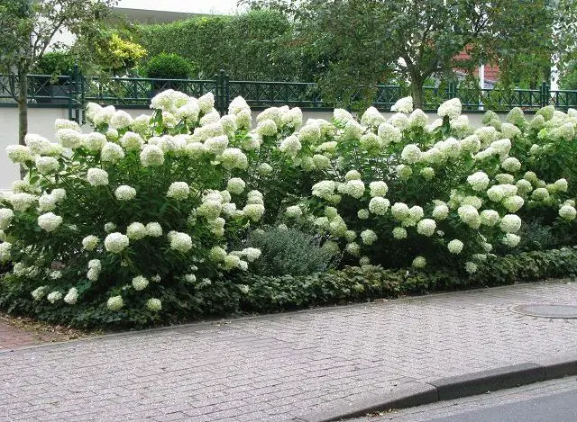 Hydrangea grandiflora: Opis odmiany, sadzenie i pielęgnacja