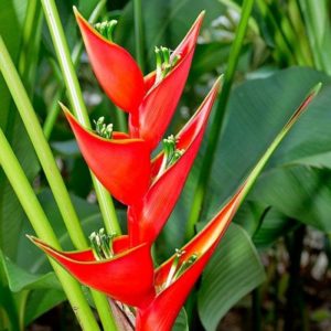 Heliconia: gatunki, sadzenie, pielęgnacja i rozmnażanie