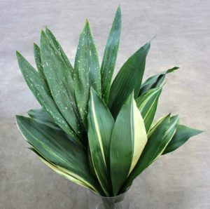 aspidistra zdjęcie