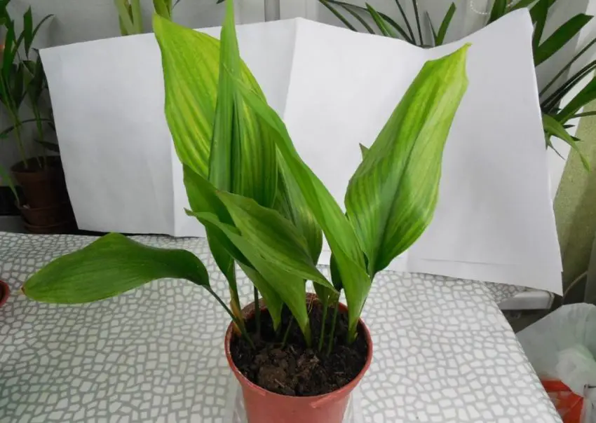 Aspidistra fot.