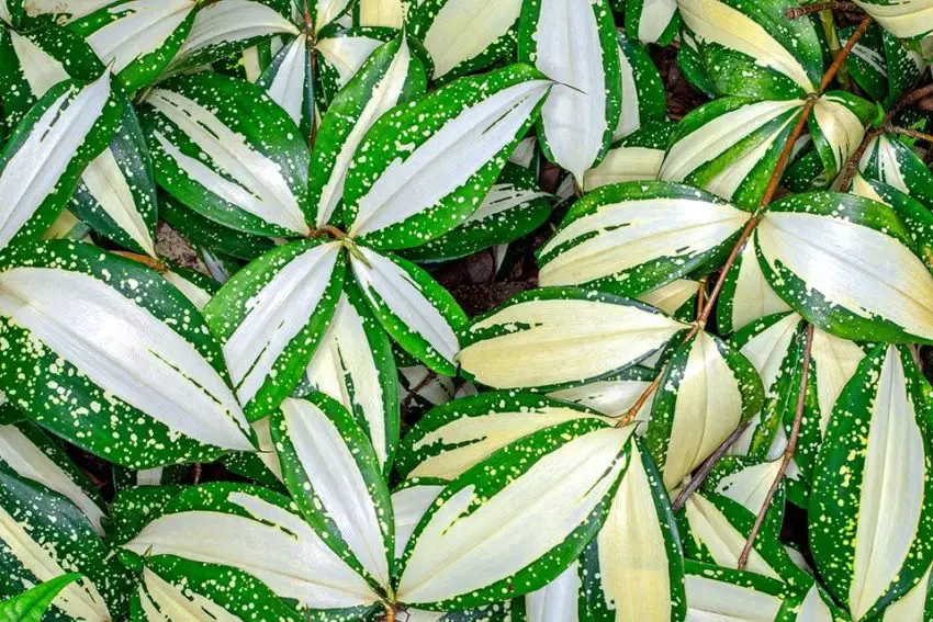 Dracaena: uprawa, pielęgnacja i rozmnażanie