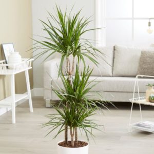 Dracaena: uprawa, pielęgnacja i rozmnażanie