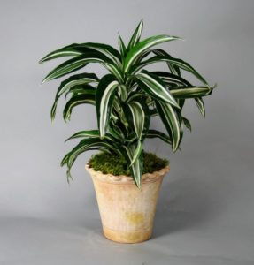 Dracaena: uprawa, pielęgnacja i rozmnażanie