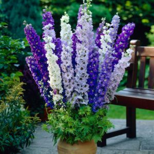 Delphinium: sadzenie, uprawa i pielęgnacja