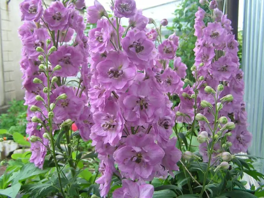 Delphinium: sadzenie, uprawa i pielęgnacja