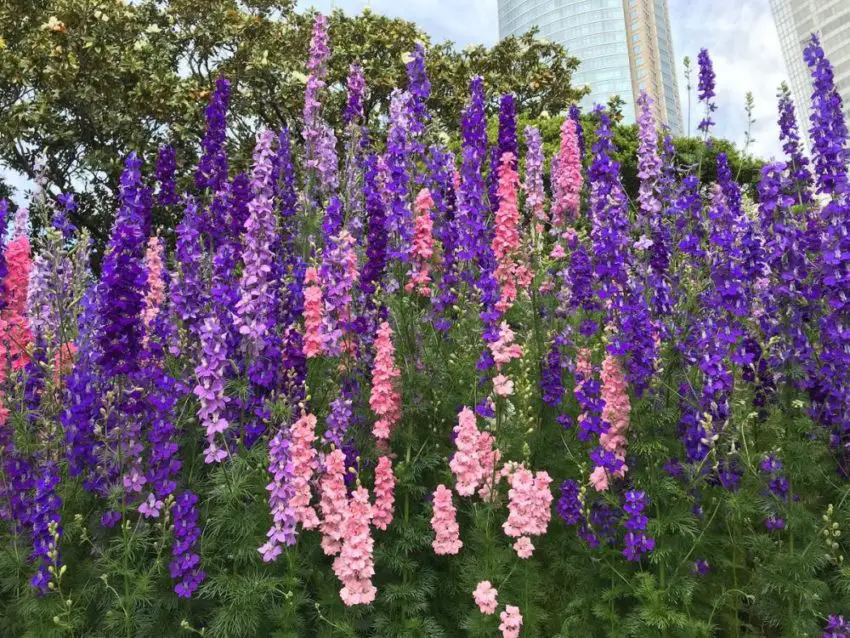 Delphinium: sadzenie, uprawa i pielęgnacja