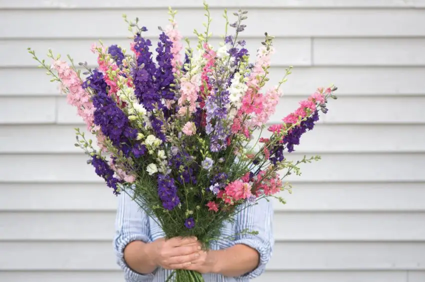 Delphinium: sadzenie, uprawa i pielęgnacja