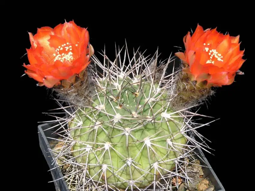 Acanthocalycium: gatunki, sadzenie, pielęgnacja i rozmnażanie