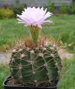 Acanthocalycium: gatunki, sadzenie, pielęgnacja i rozmnażanie