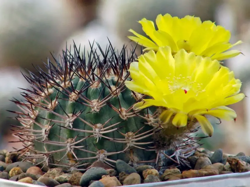 Acanthocalycium: gatunki, sadzenie, pielęgnacja i rozmnażanie