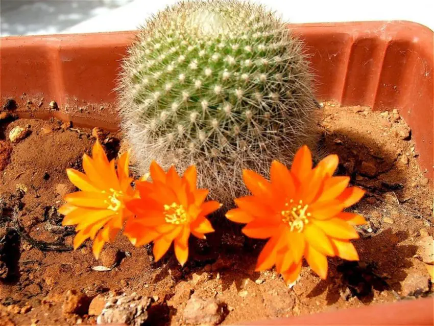 Acanthocalycium: gatunki, sadzenie, pielęgnacja i rozmnażanie