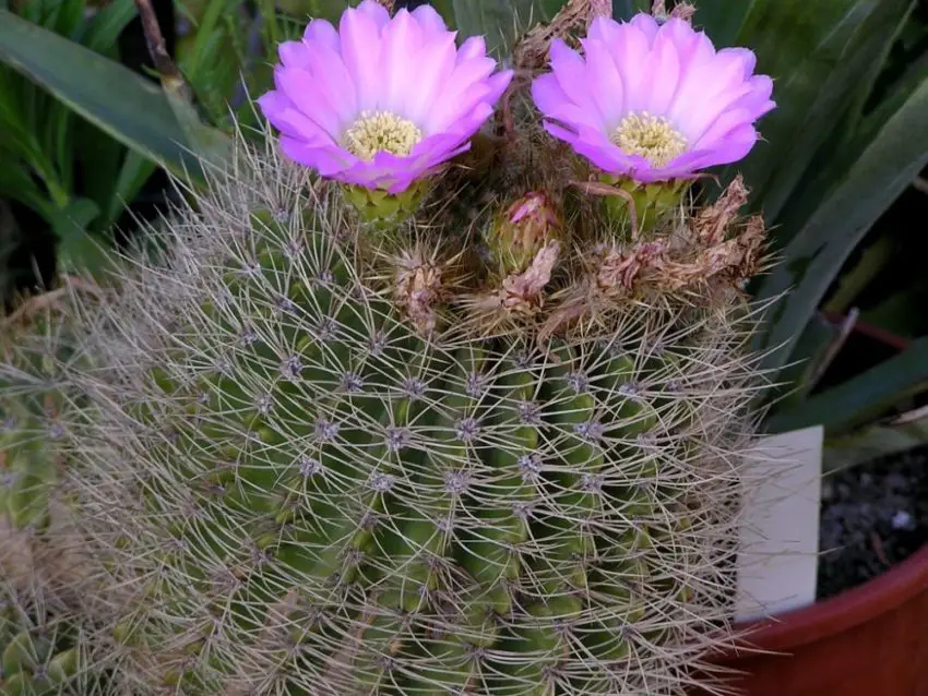 Acanthocalycium: gatunki, sadzenie, pielęgnacja i rozmnażanie