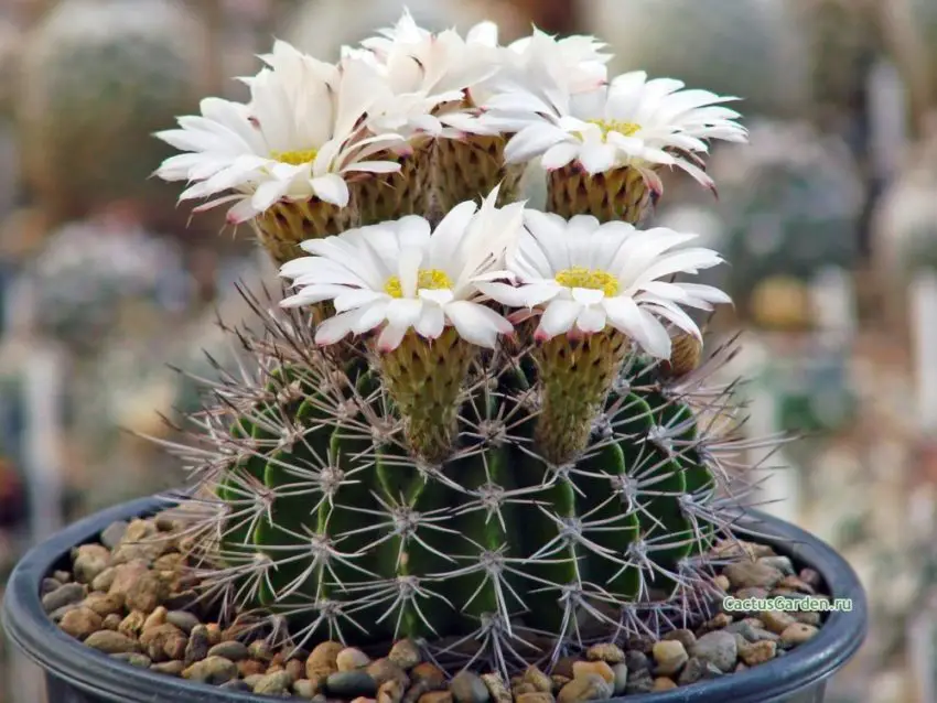 Acanthocalycium: gatunki, sadzenie, pielęgnacja i rozmnażanie