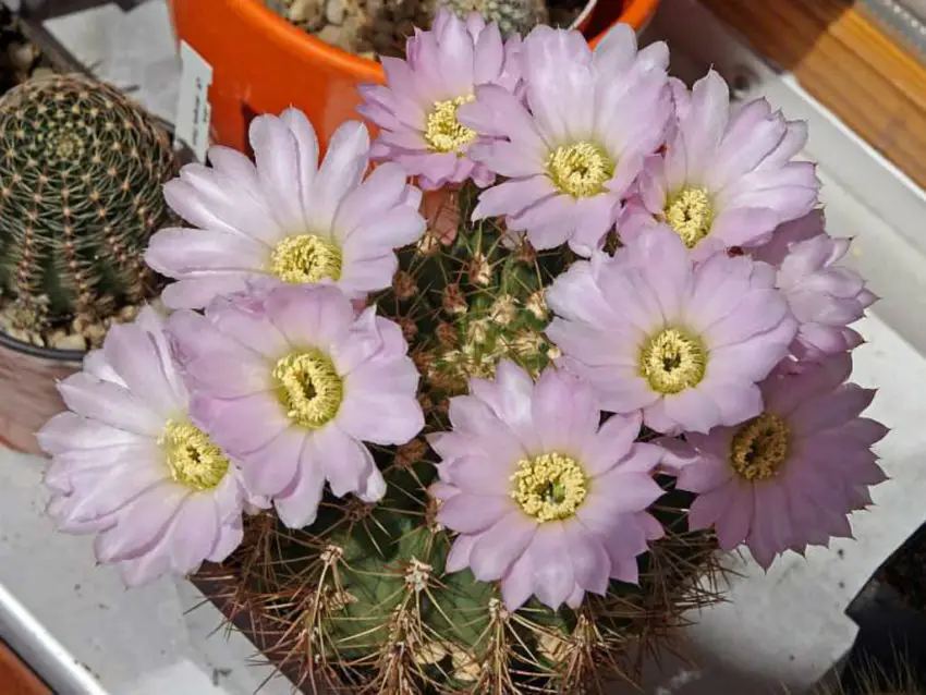 Acanthocalycium: gatunki, sadzenie, pielęgnacja i rozmnażanie