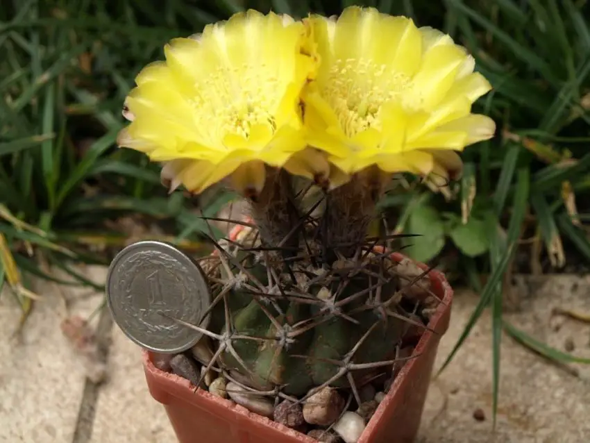 Acanthocalycium: gatunki, sadzenie, pielęgnacja i rozmnażanie