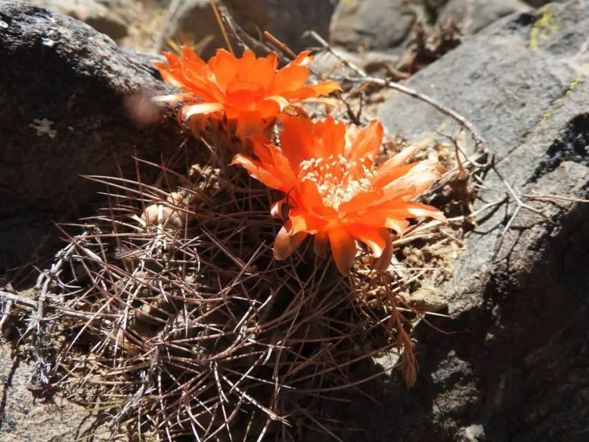 Acanthocalycium: gatunki, sadzenie, pielęgnacja i rozmnażanie