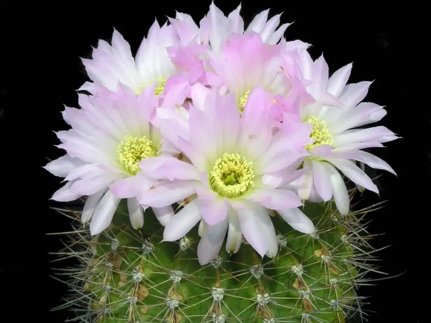 Acanthocalycium: gatunki, sadzenie, pielęgnacja i rozmnażanie