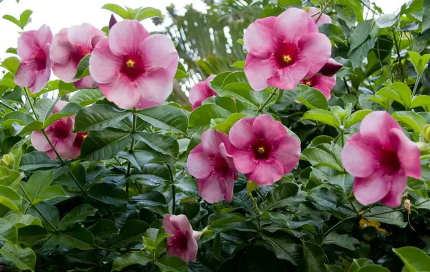 allamanda purpurowa fot.