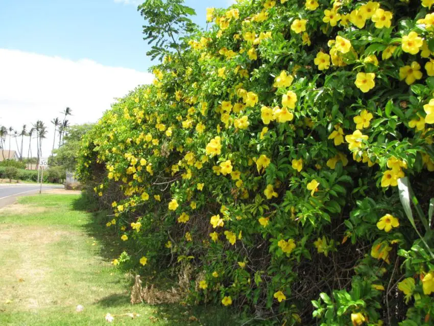 Allamanda: zasady sadzenia, pielęgnacji i rozmnażania