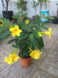 allamanda obrazek w doniczce