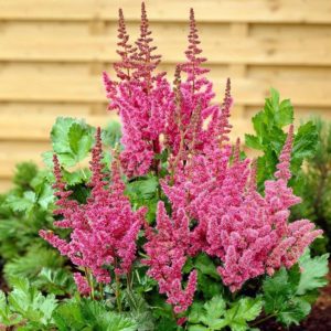 astilbe zdjęcie