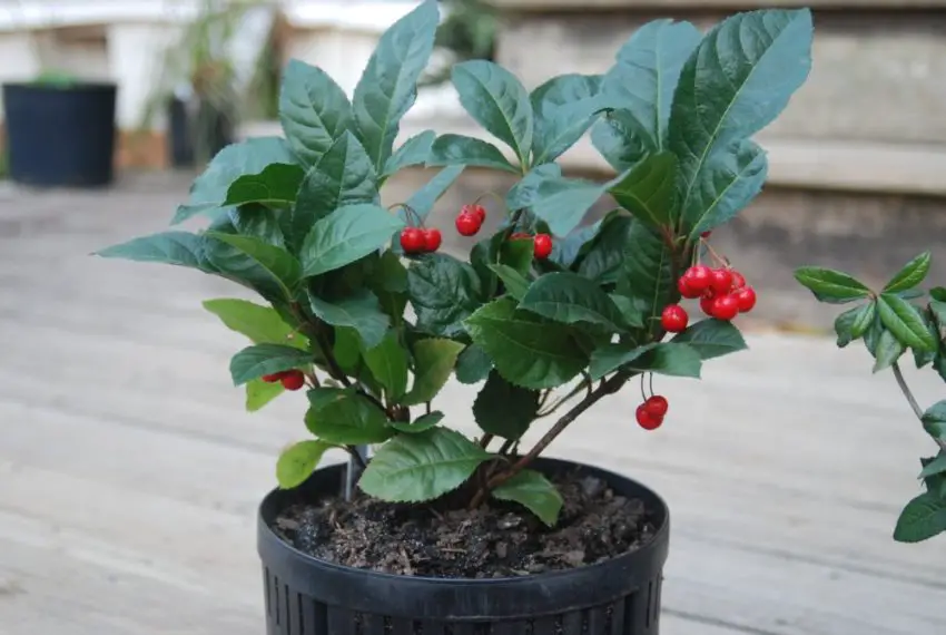 zdjęcie ardisia