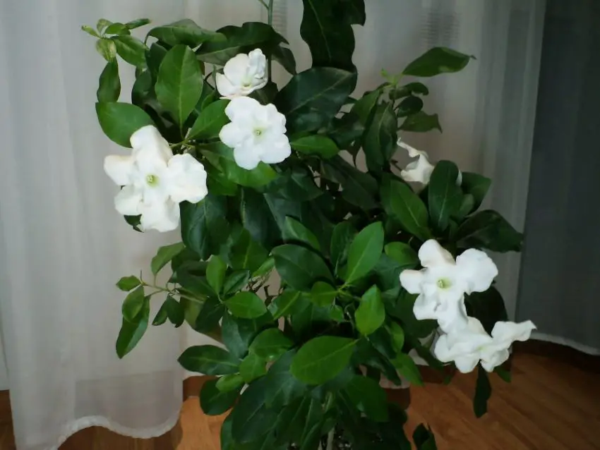 brunfelsia