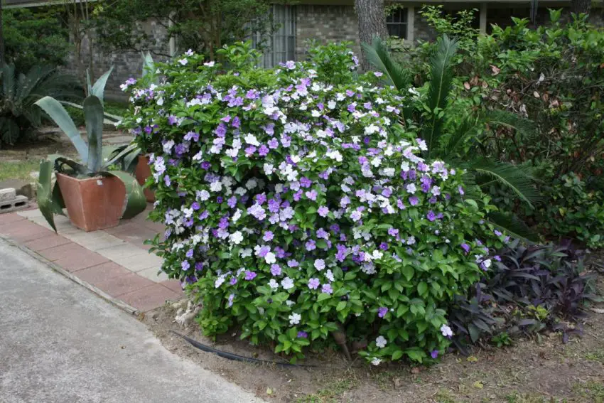 Brunfelsia: zasady pielęgnacji w domu