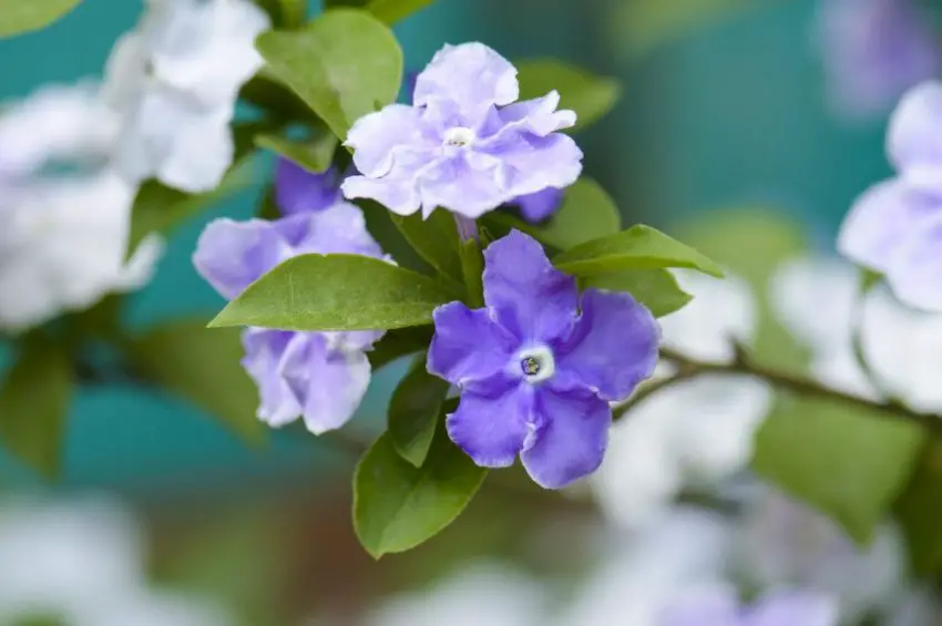 fotografia brunfelsia