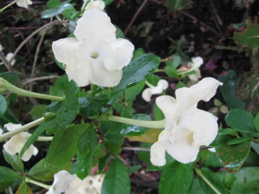 Brunfelsia: zasady pielęgnacji w domu