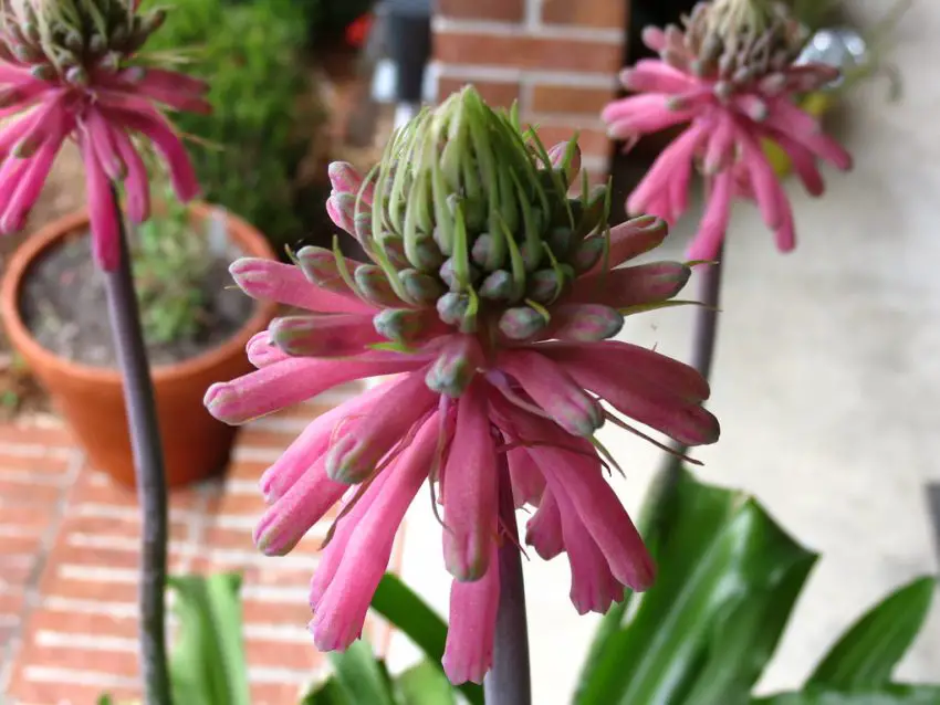 veltheimia zdjęcie