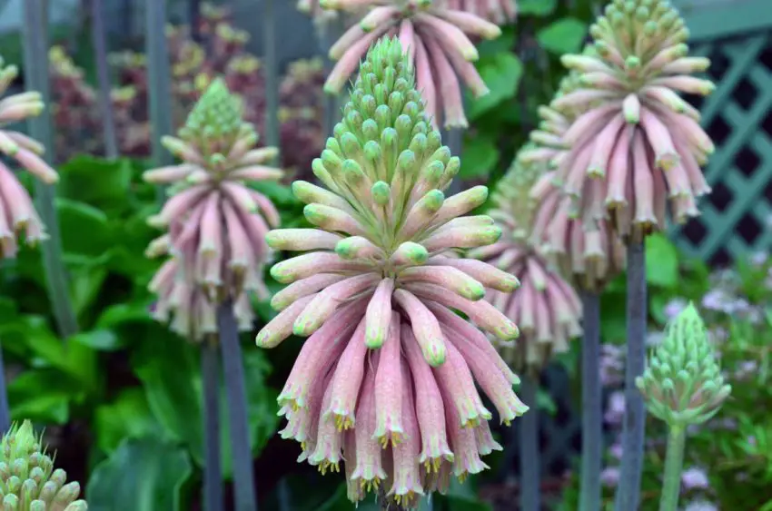 veltheimia przylistna