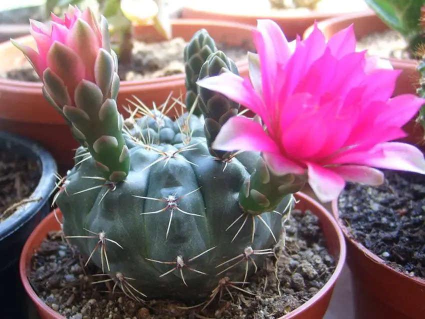 Gymnocalycium: uprawa i pielęgnacja w domu