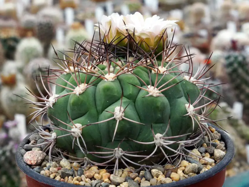 kwiat gymnocalycium