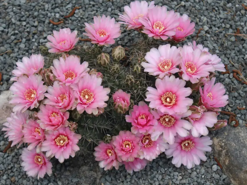 Gymnocalycium: uprawa i pielęgnacja w domu