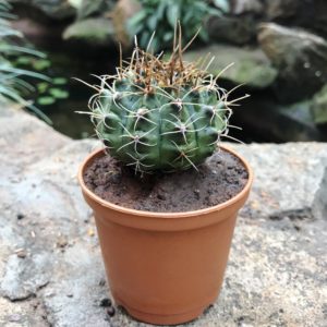 Gymnocalycium: uprawa i pielęgnacja w domu