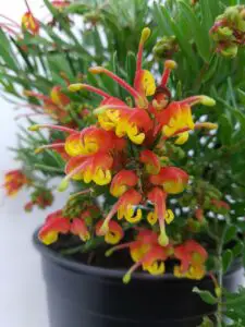 Grevillea: Zasady uprawy w domu