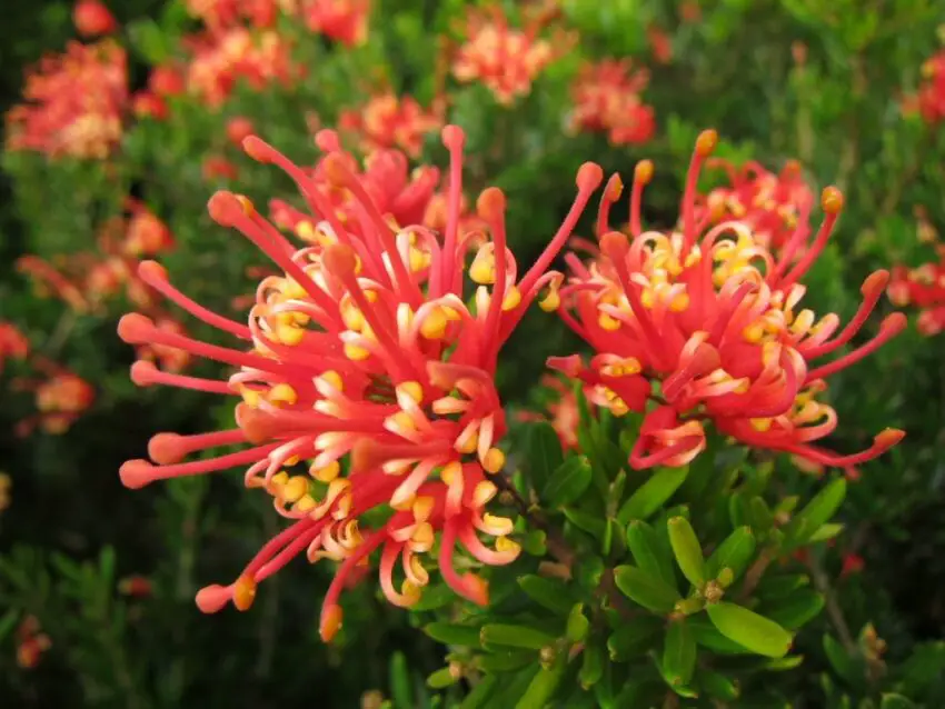 grevillea zdjęcie