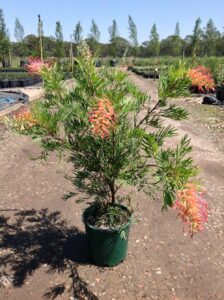 Grevillea: Zasady uprawy w domu