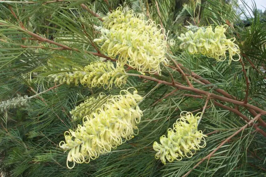 Grevillea: Zasady uprawy w domu