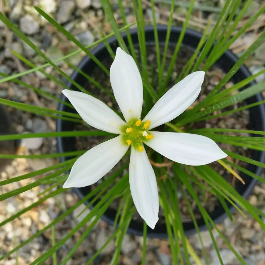 Zephyranthes: warunki do utrzymania ich w domu