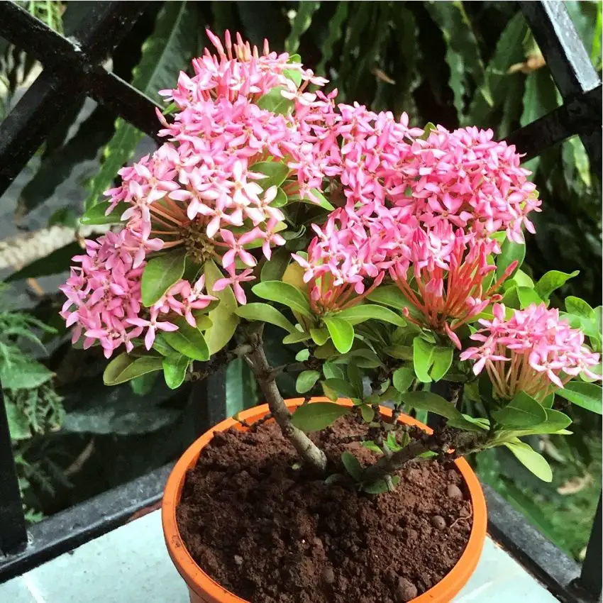 Ixora w doniczce