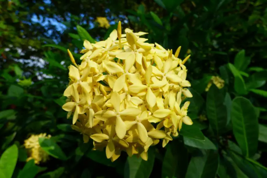 Ixora żółta