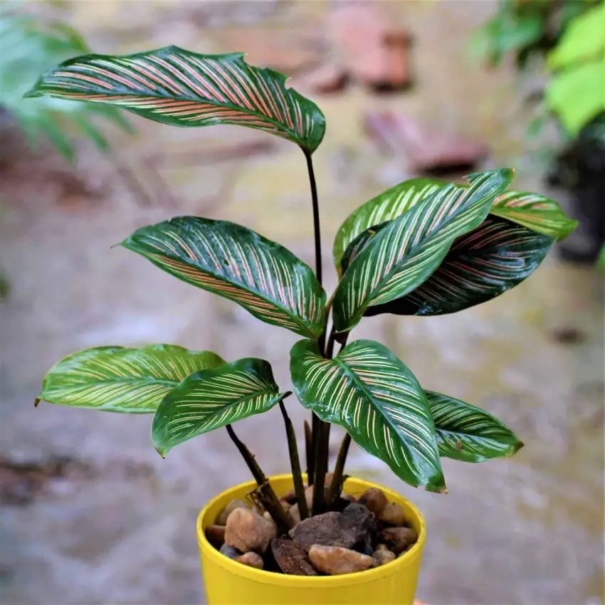 Calathea: zasady sadzenia, pielęgnacji i rozmnażania