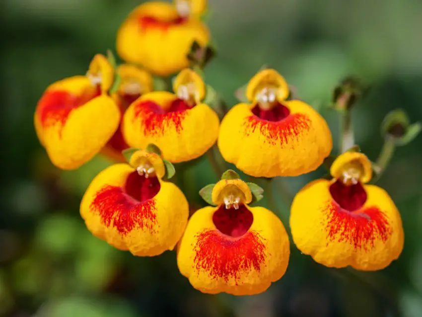 Calceolaria