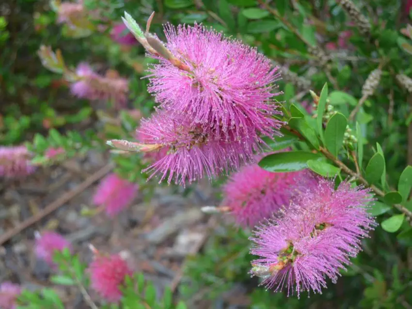 kwiat callistemon