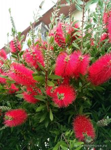 roślina callistemon